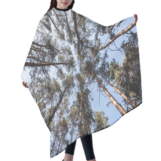 Personality  Bottom View Of Pine Trees With Blue Sky In Forest Hair Cutting Cape
