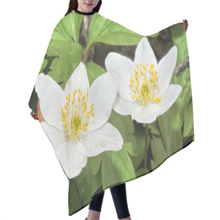 Personality  Two White Flowers - Anemones In Spring Forest. Hair Cutting Cape