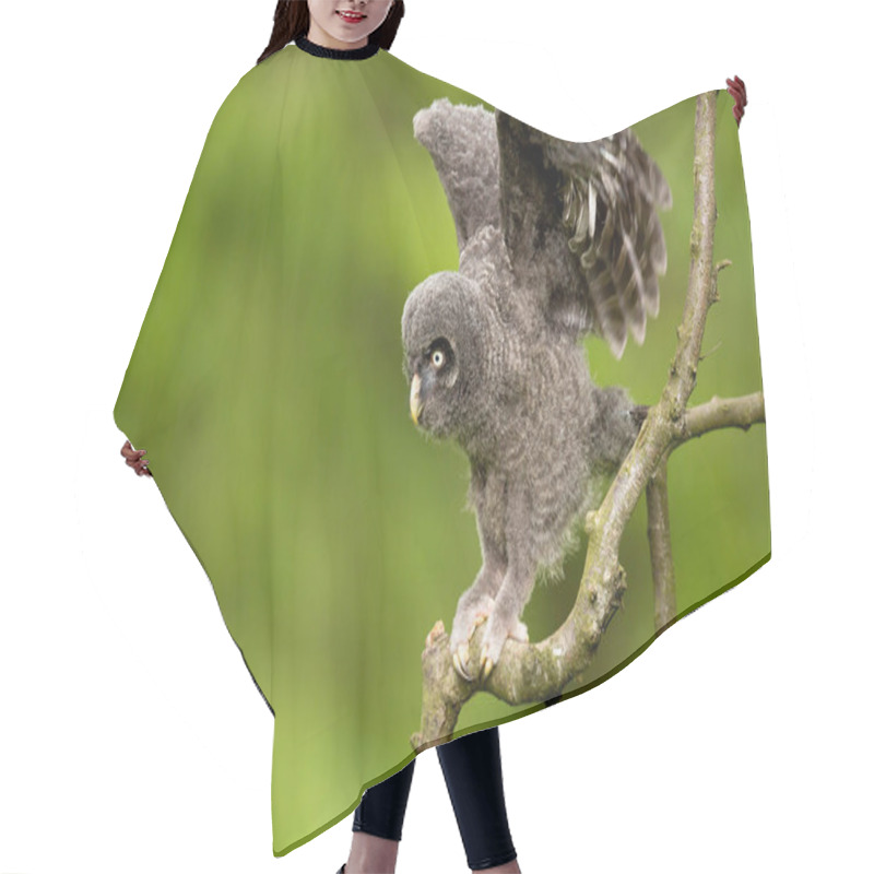 Personality  Great Grey Owl Hair Cutting Cape