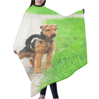 Personality  Welsh Terrier Hair Cutting Cape