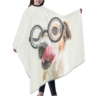 Personality  Licking Nerd Funny Dog Muzzle In Round Glasses Close Up Portrait. Smart Professor Back To School Funny Pet. Gray Background. Enjoy The Moment Hair Cutting Cape