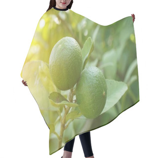 Personality  Fresh Lime Tree In Nature Garden Hair Cutting Cape