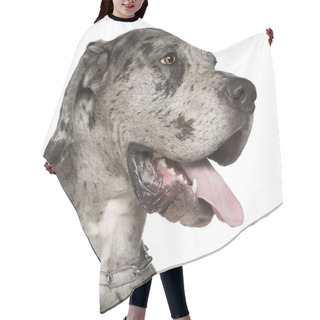Personality  Close-up Of Great Dane, 1 Year Old, In Front Of White Background Hair Cutting Cape