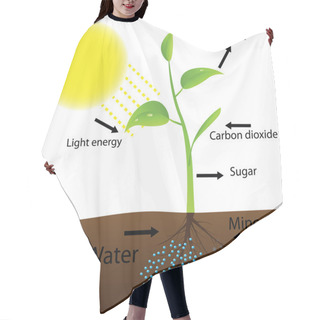 Personality  Scheme Of Photosynthesis Hair Cutting Cape