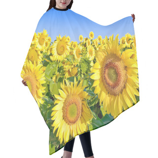 Personality  Ripe,young Sunflowers On The Blue Sky Background Hair Cutting Cape