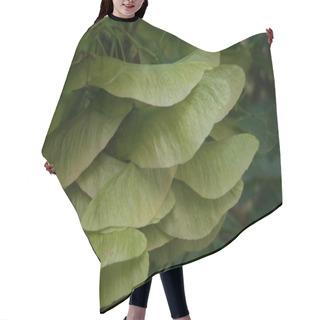 Personality  Macro Of Seeds And Flowers Of A Maple Tree (Acer Platanoides) Hair Cutting Cape