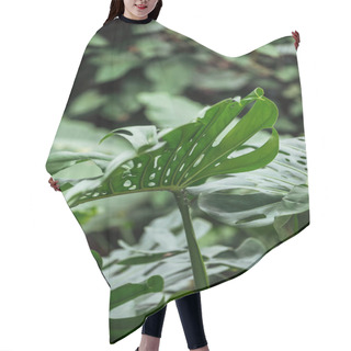 Personality  Selective Focus Of Green Exotic Palm Leaves Hair Cutting Cape