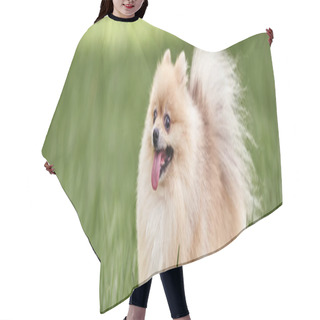 Personality  Joyful Pomeranian Spitz Sticking Out Tongue While Walking On Green Grass In Park, Enjoyment, Banner Hair Cutting Cape