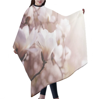 Personality  Close Up Picture Of Magnolia Flowers Blooming In A Spring. Hipster Filtered Photo. Hair Cutting Cape