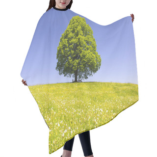 Personality  Single Big Linden Tree In Field With Perfect Treetop Hair Cutting Cape