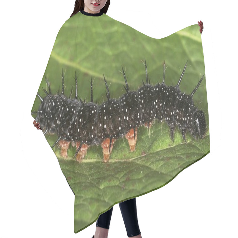 Personality  Inachis Io Insect Outdoors On Green Leaf  Hair Cutting Cape