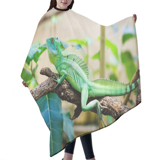 Personality  Green Lizard Basiliscus Sitting On A Branch Hair Cutting Cape
