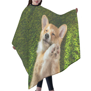 Personality  Adorable Welsh Corgi Pembroke On Green Lawn At Home Hair Cutting Cape