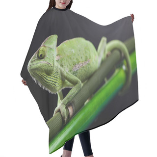 Personality  Chameleon Hair Cutting Cape