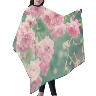 Personality  Pale Pink Roses Close Up In The Garden, Beautiful Rosy Background Hair Cutting Cape