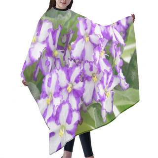 Personality  African Violet, Saintpaulia Ionantha Hair Cutting Cape