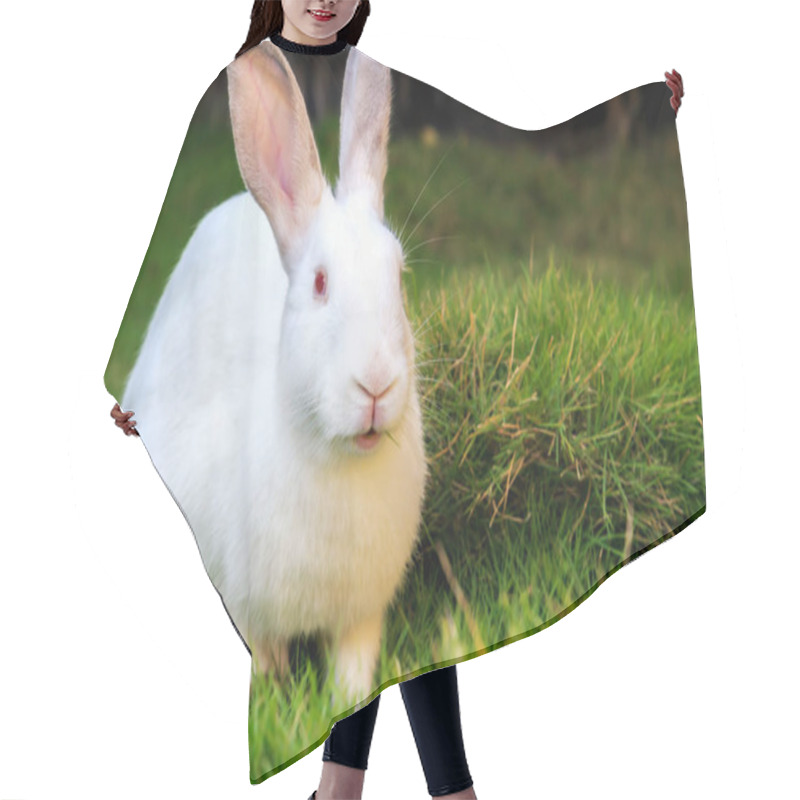 Personality  White Rabbit Eating Grass On The Lawn. Closeup Hair Cutting Cape
