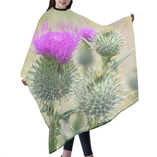 Personality  Cirsium Vulgare Blooms In Summer In A Garden Meadow With A Single Flower, Blurred Background Hair Cutting Cape