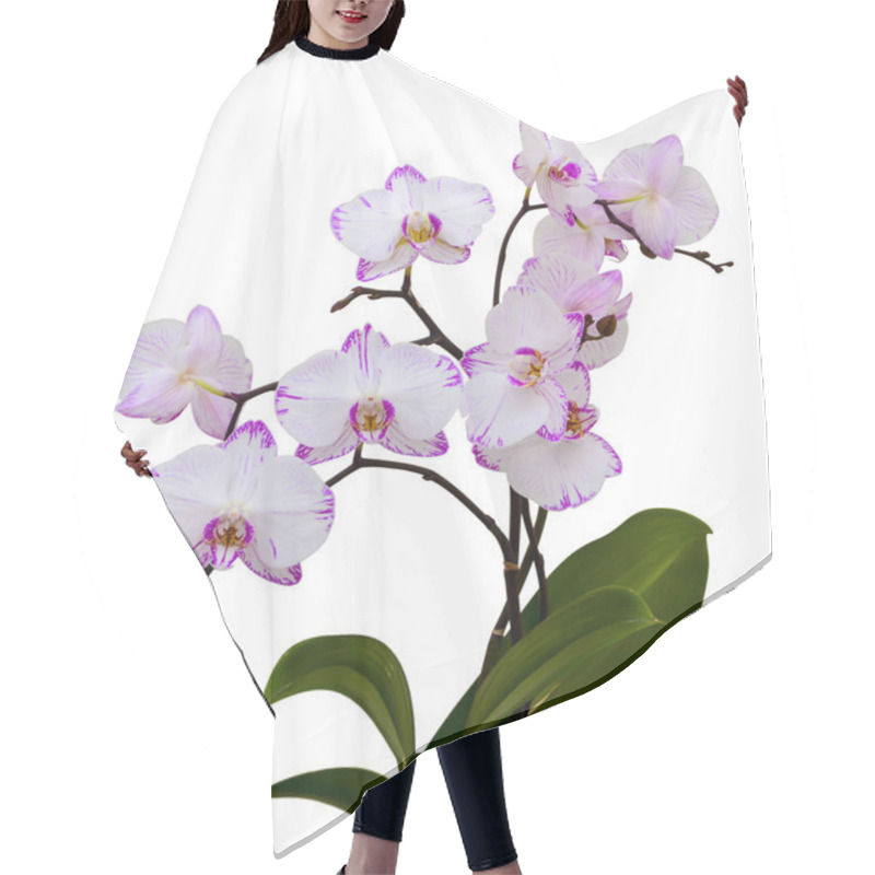 Personality  Orchid on a white background hair cutting cape