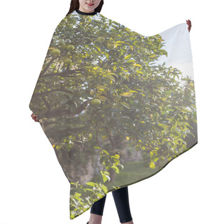Personality  Lime Tree Hair Cutting Cape