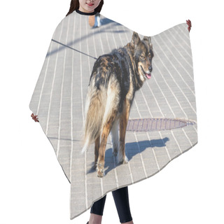 Personality  German Shepherd Dog Goes For A Walk Hair Cutting Cape