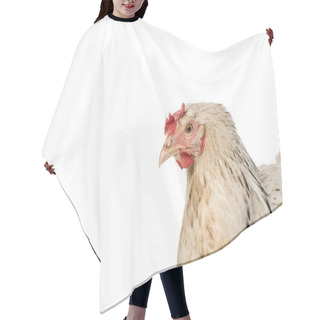 Personality  Close-up View Of Beautiful White Hen Isolated On White  Hair Cutting Cape