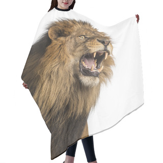 Personality  Close-up Of A Lion Roaring, Panthera Leo, 10 Years Old, Isolated Hair Cutting Cape