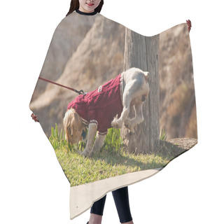 Personality  Walking The Dog Hair Cutting Cape