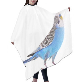 Personality  Budgerigar Isolated On White Hair Cutting Cape