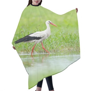 Personality  White Stork, Ciconia Ciconia, On The Lake In Spring. Stork In Green Grass. Wildlife Scene From The Nature. Beautiful Bird In The Water Meadow. Hair Cutting Cape
