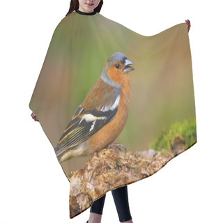 Personality  Common Chaffinch (Fringilla Coelebs) Hair Cutting Cape