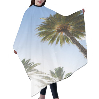 Personality  The Sun Shines Through A Tall Palm Tree, Casting A Warm Glow On The Surrounding Landscape. Hair Cutting Cape