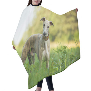 Personality  Whippet Dog In A Meadow Hair Cutting Cape