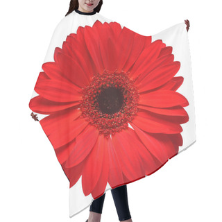 Personality  Red Gerbera Flower Isolated On White Background. Flat Lay, Top View Hair Cutting Cape