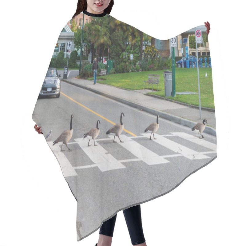 Personality  Vancouver, British Columbia, Canada - 13 September 2017: Canada Geese Crossing A Road On A Zebra Crossing While A Car Is Waiting Hair Cutting Cape