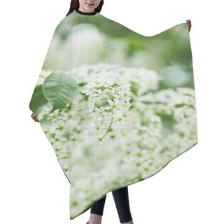 Personality  Close-up Shot Of Aromatic Bird-cherry Blossom Hair Cutting Cape