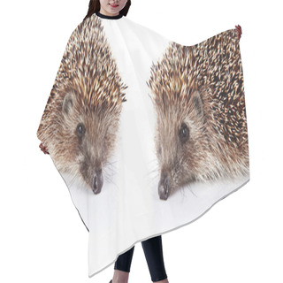 Personality  Two Forest Prickly Hedgehogs On A White Background. Hair Cutting Cape