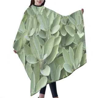 Personality  Spice Plant: Sage In Vegetable Garden Hair Cutting Cape