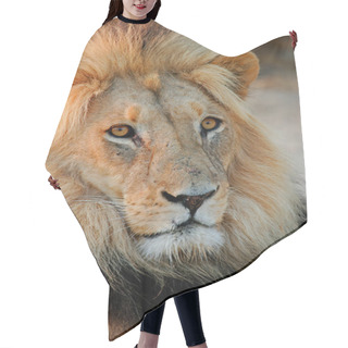 Personality  Big Male Lion Hair Cutting Cape