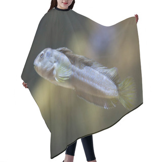 Personality  Goby Fish In Aquarium Hair Cutting Cape