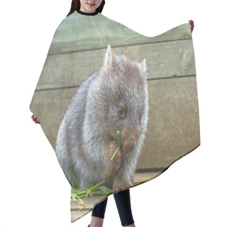 Personality  Little Wombat Eating Hair Cutting Cape