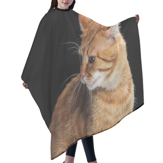 Personality  Cute Domestic Red Cat Looking Down Isolated On Black Hair Cutting Cape