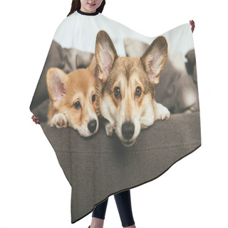 Personality  Portrait Of Two Adorable Welsh Corgi Dogs Laying On Sofa At Home Hair Cutting Cape
