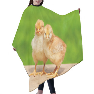 Personality  Small Chicken Friendship. Twin Little Chicken On Green Natural Background. Family Newborn Chicken Concept. Couple Chicken Or Bird. Hair Cutting Cape