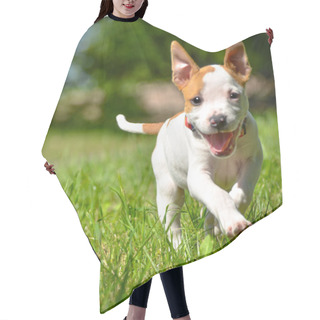 Personality  Cute Stafford Puppy Running On Field Hair Cutting Cape