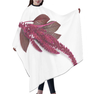 Personality  Amaranthus Isolated. Hair Cutting Cape