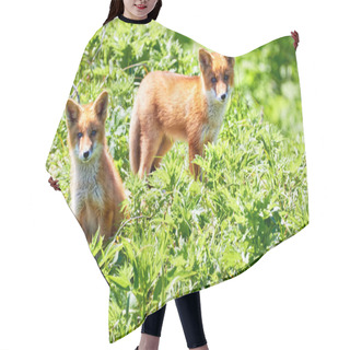 Personality  Pair Of Curious Foxes  Hair Cutting Cape