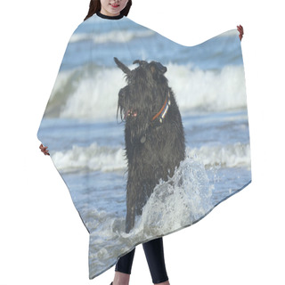 Personality  Big Black Schnauzer Dog Standing In The Ocean. Hair Cutting Cape