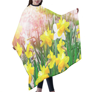Personality  Spring Landscape. Beautiful Spring Flowers Daffodils. Hair Cutting Cape