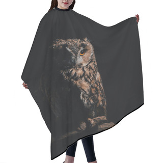 Personality  Cute Wild Owl Sitting On Wooden Branch In Dark Isolated On Black Hair Cutting Cape